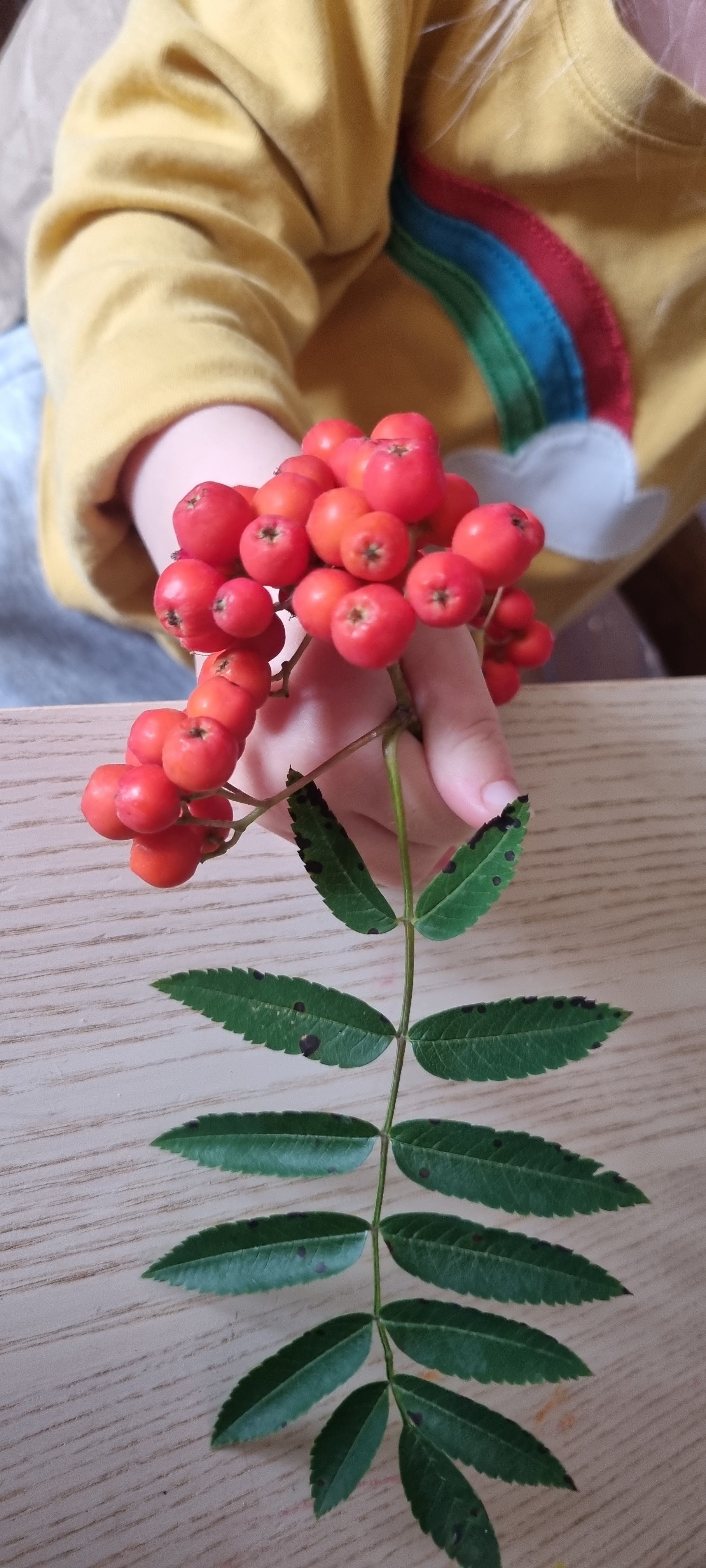 A child holding a sprig of rowan berries and leaves