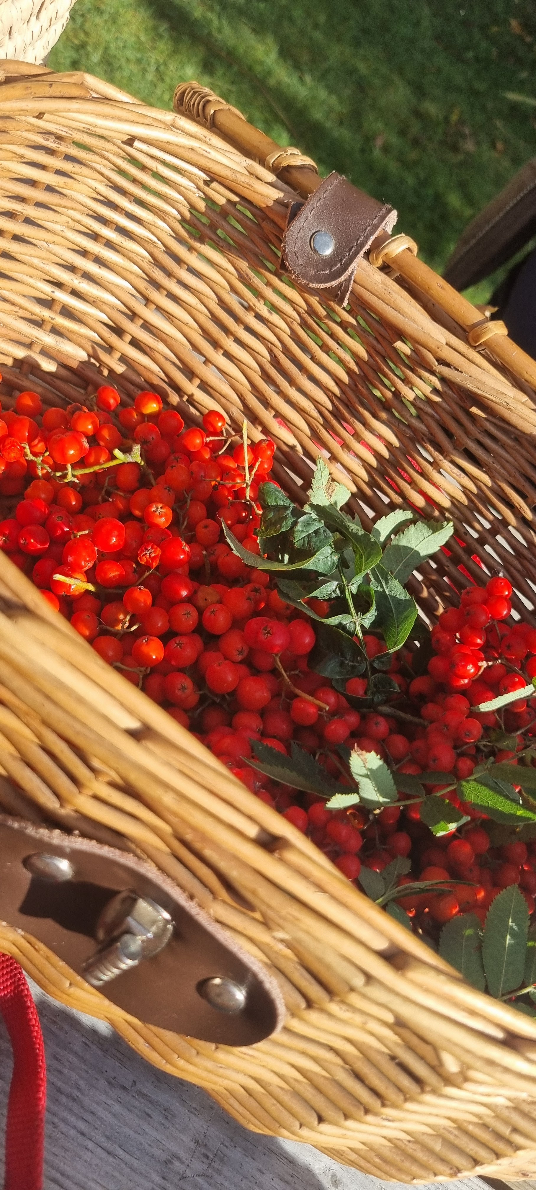 A basket of freshly foraged rowan berries and leaves