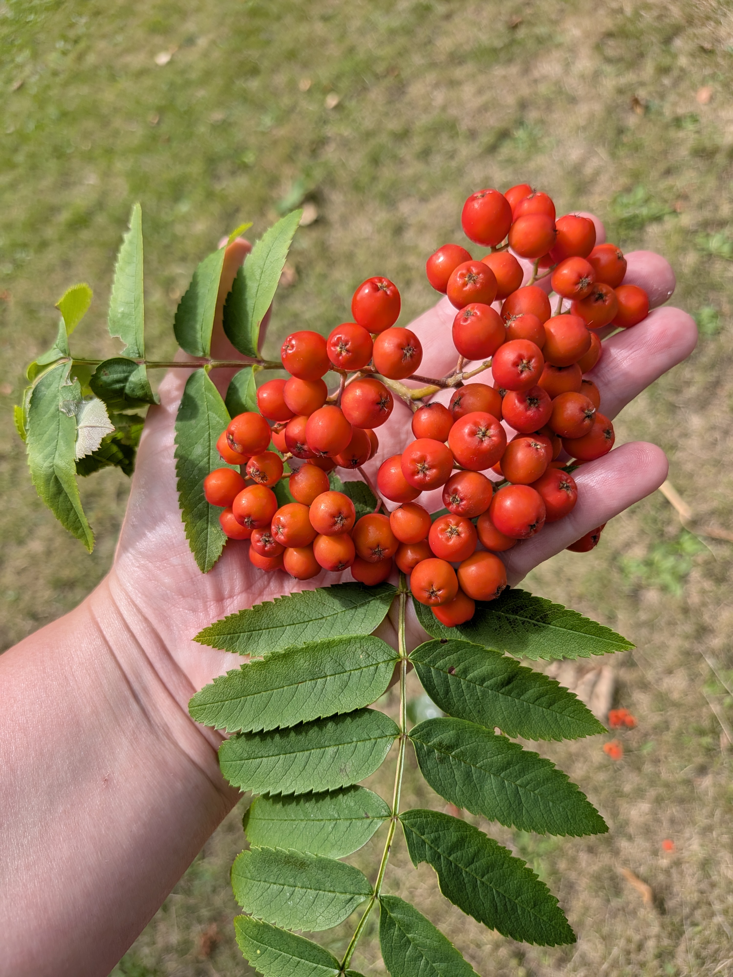 A hand holding a cluster of bright red rowan berries with its feather-like leaves
